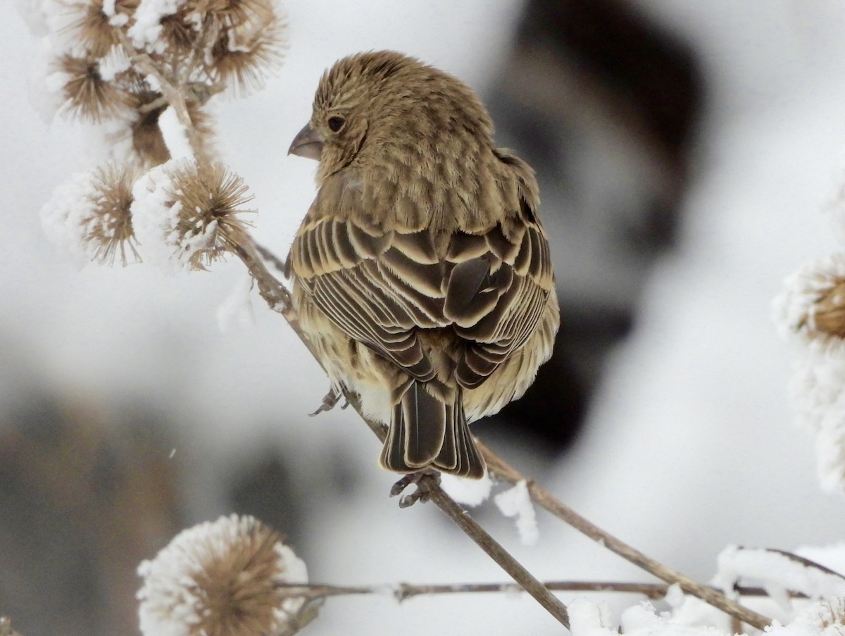 House Finch - ML646199564