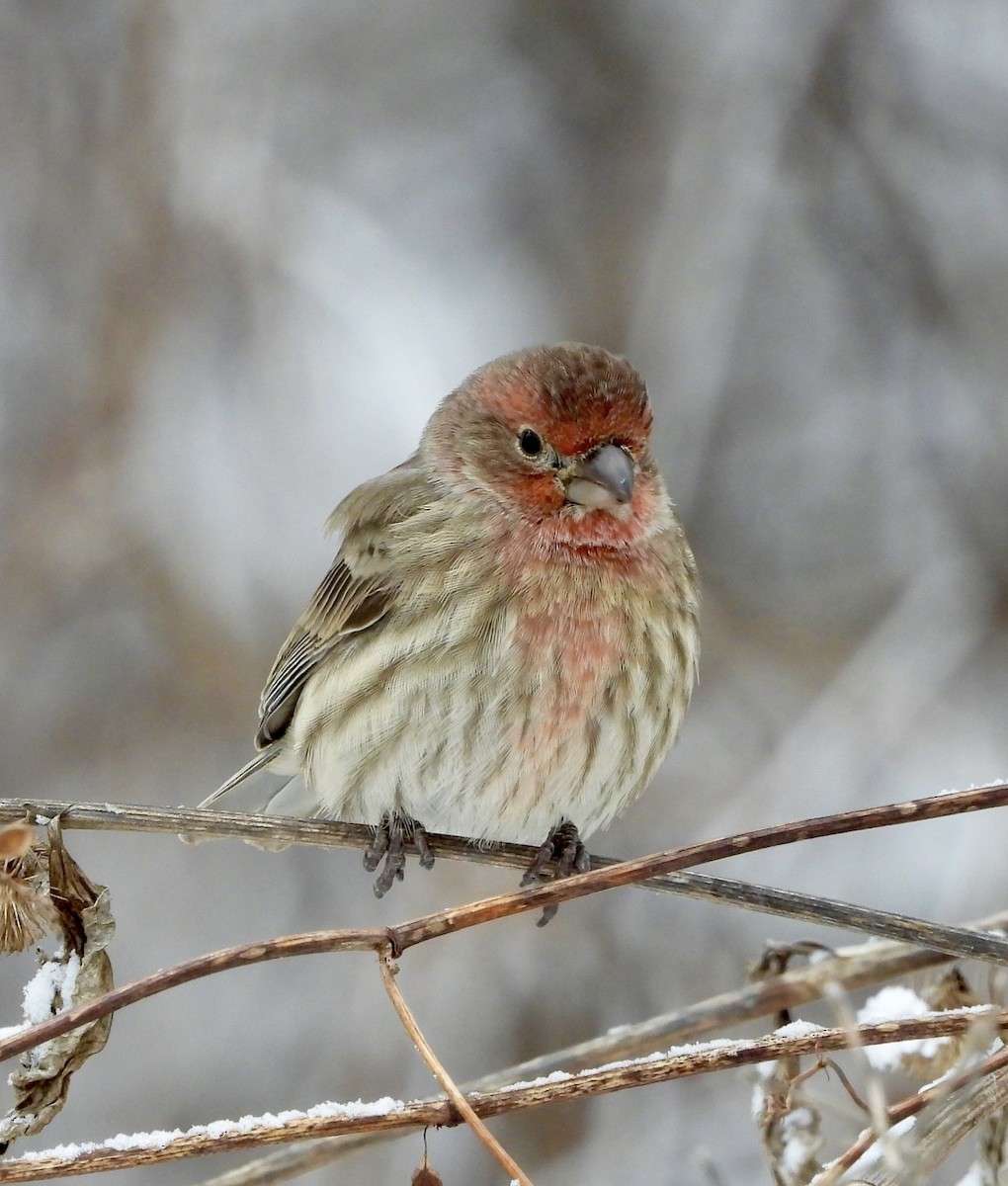 House Finch - ML646199565