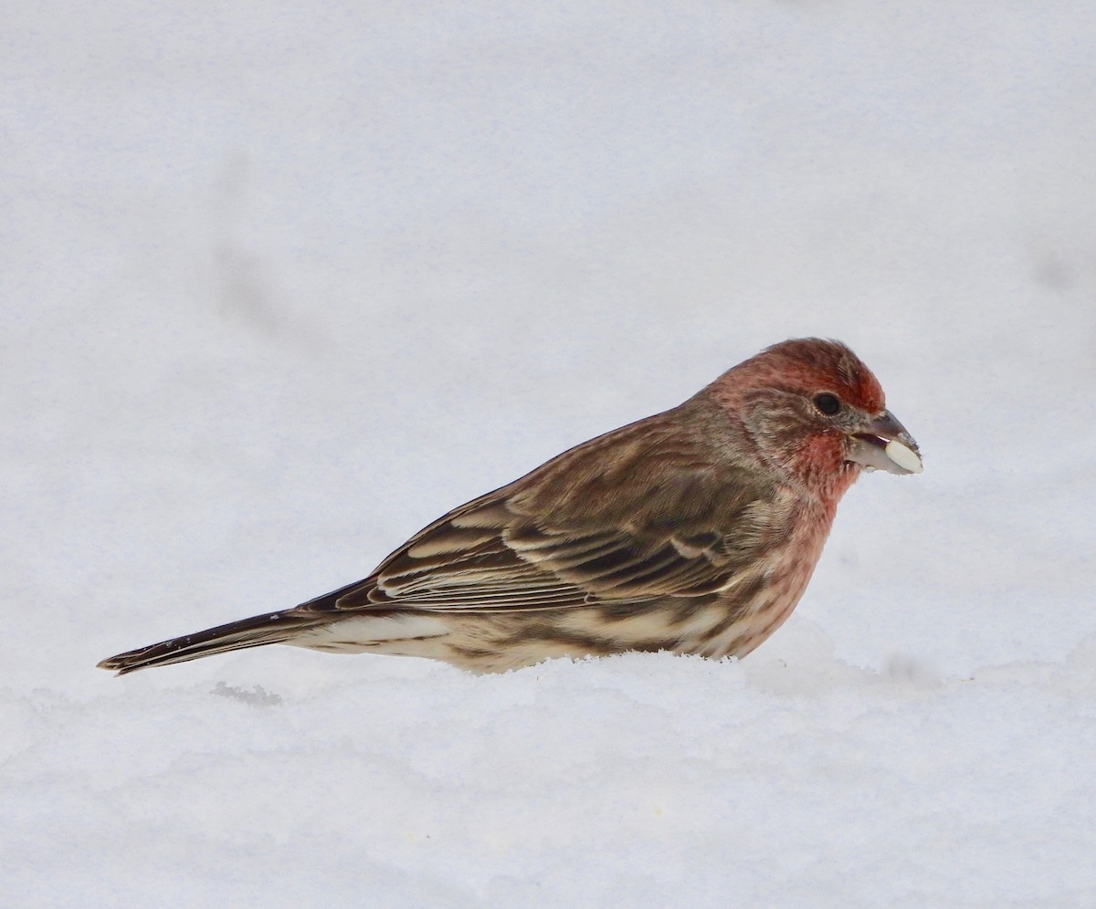 House Finch - ML646199566