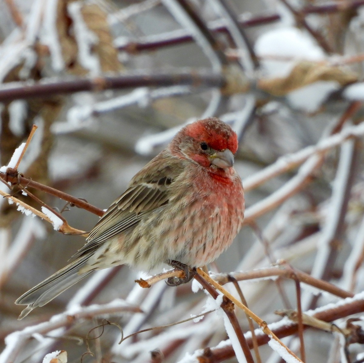 House Finch - ML646199568