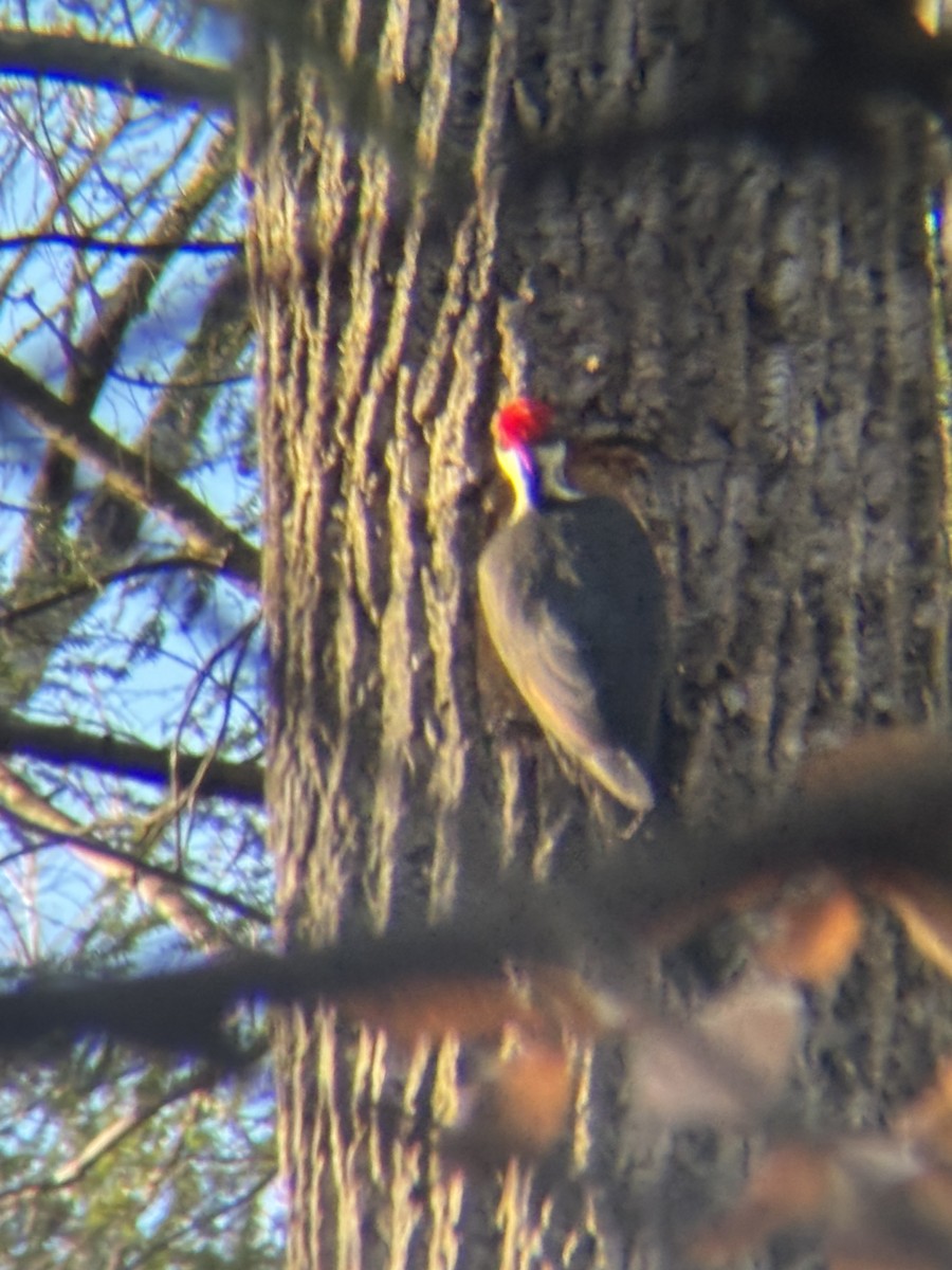 Pileated Woodpecker - ML646199569