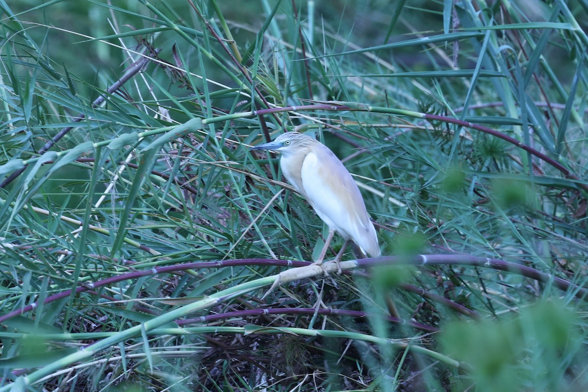 Squacco Heron - ML646199571
