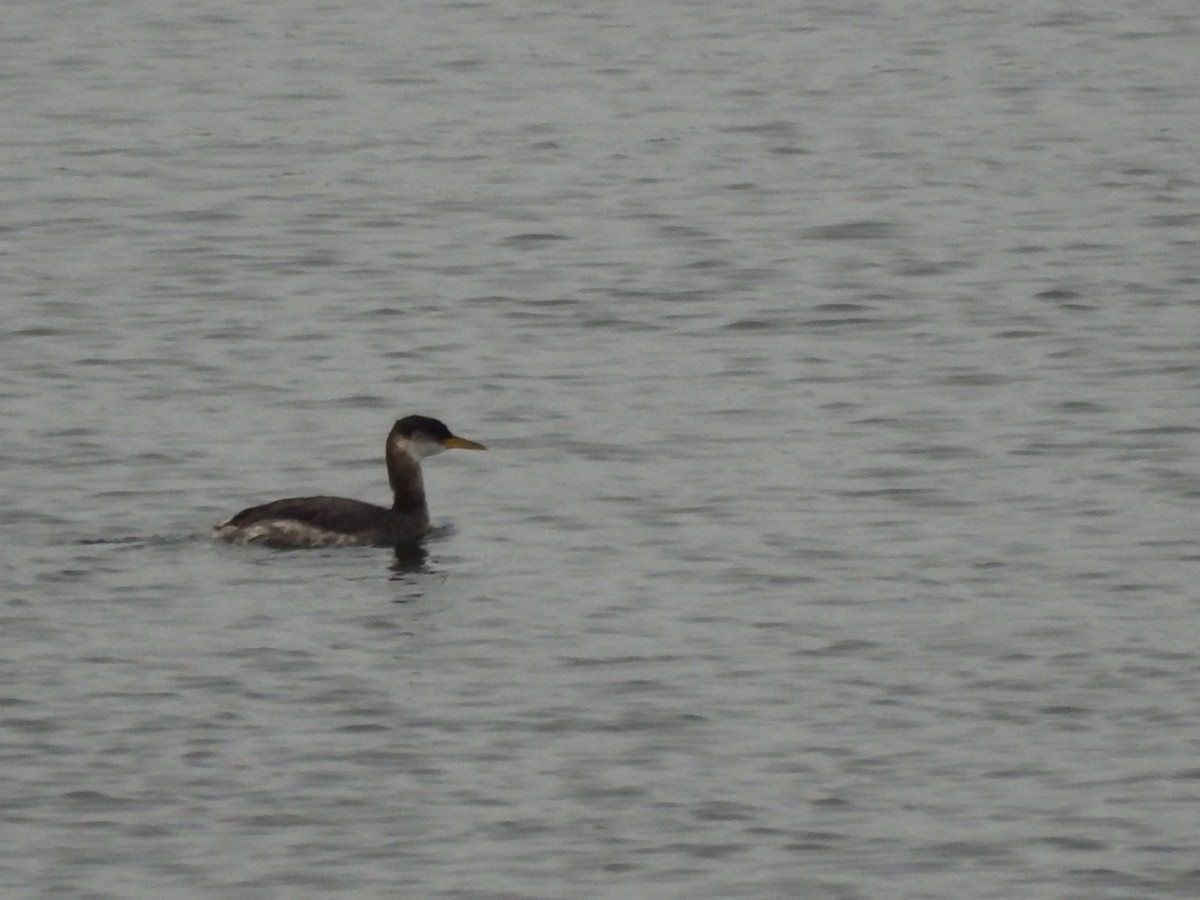 Пірникоза сірощока - ML646199572