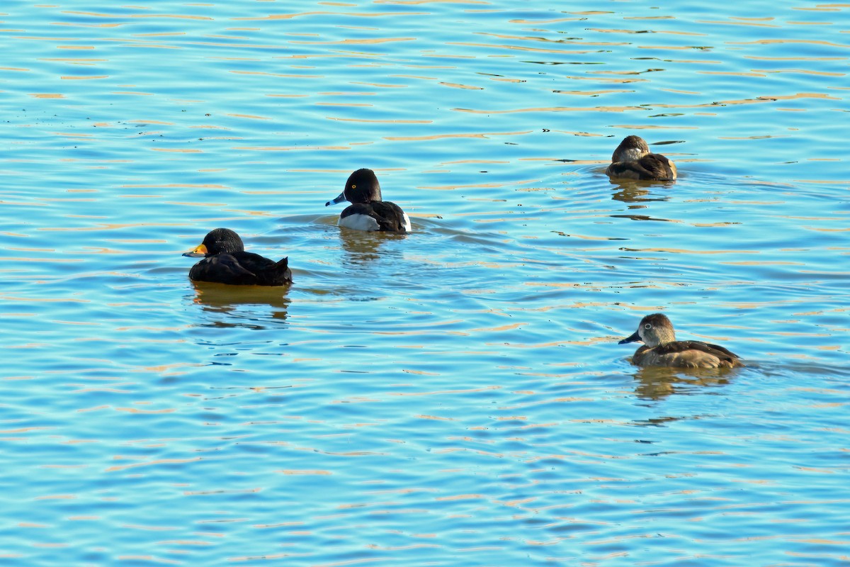 Black Scoter - ML646199584