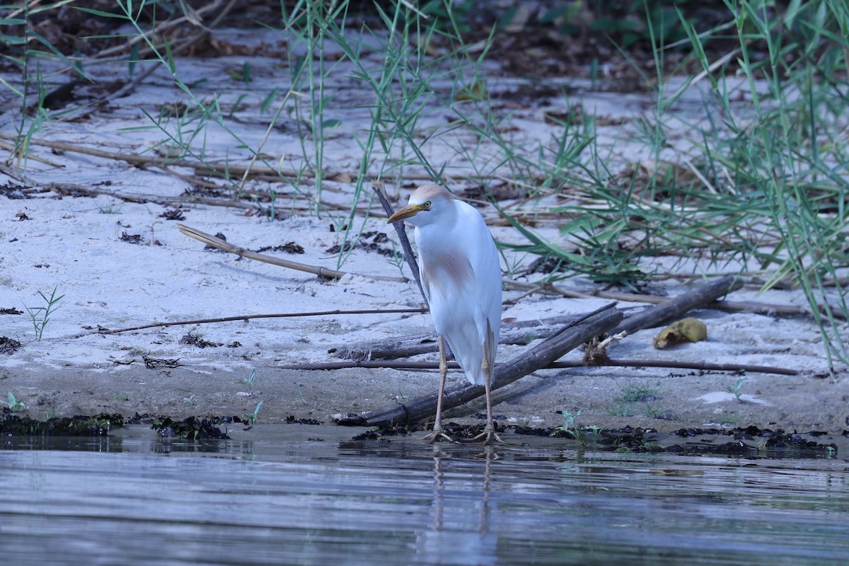 Western Cattle-Egret - ML646199589