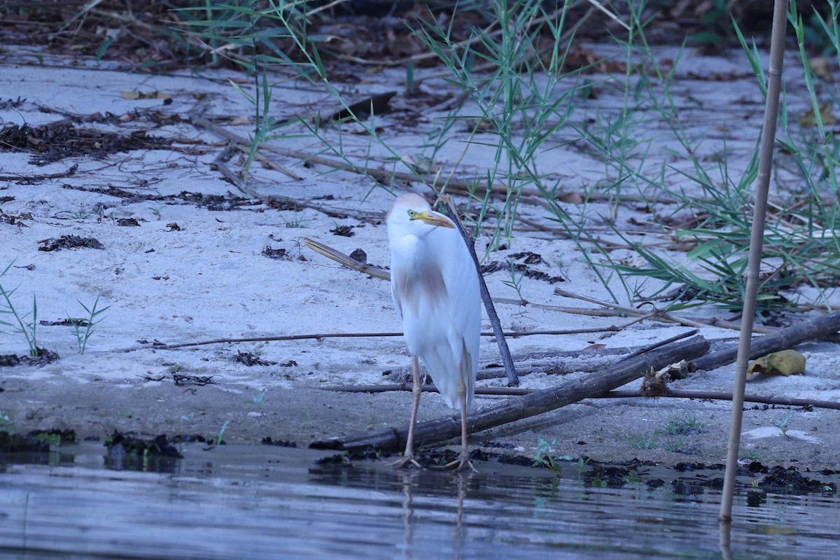 Western Cattle-Egret - ML646199590