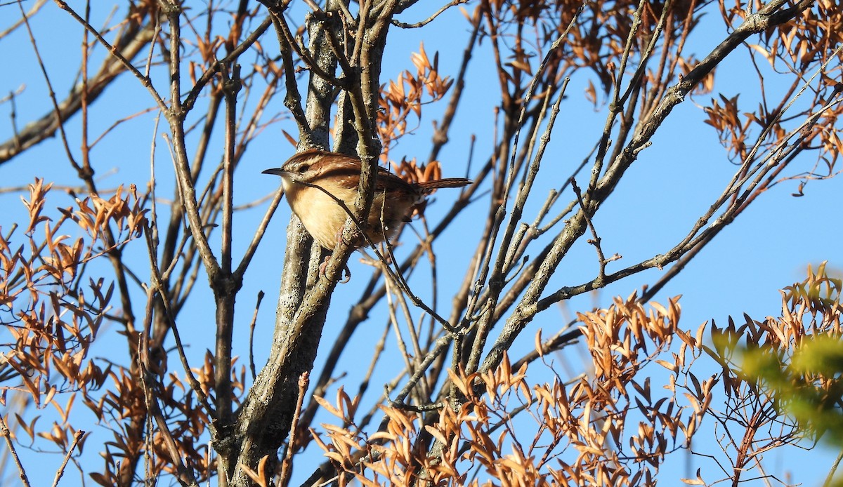 Carolina Wren - ML646199593