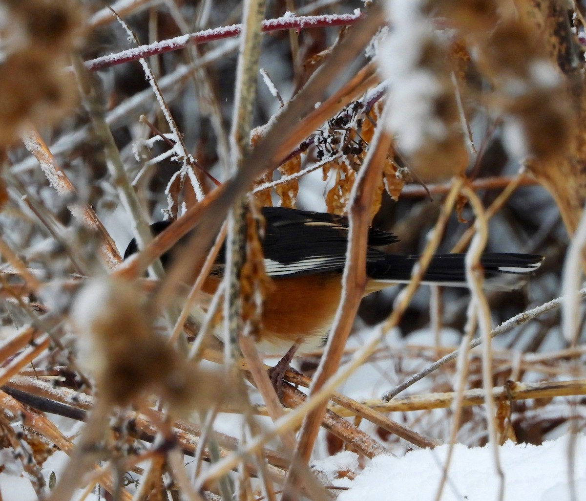 Eastern Towhee - ML646199598