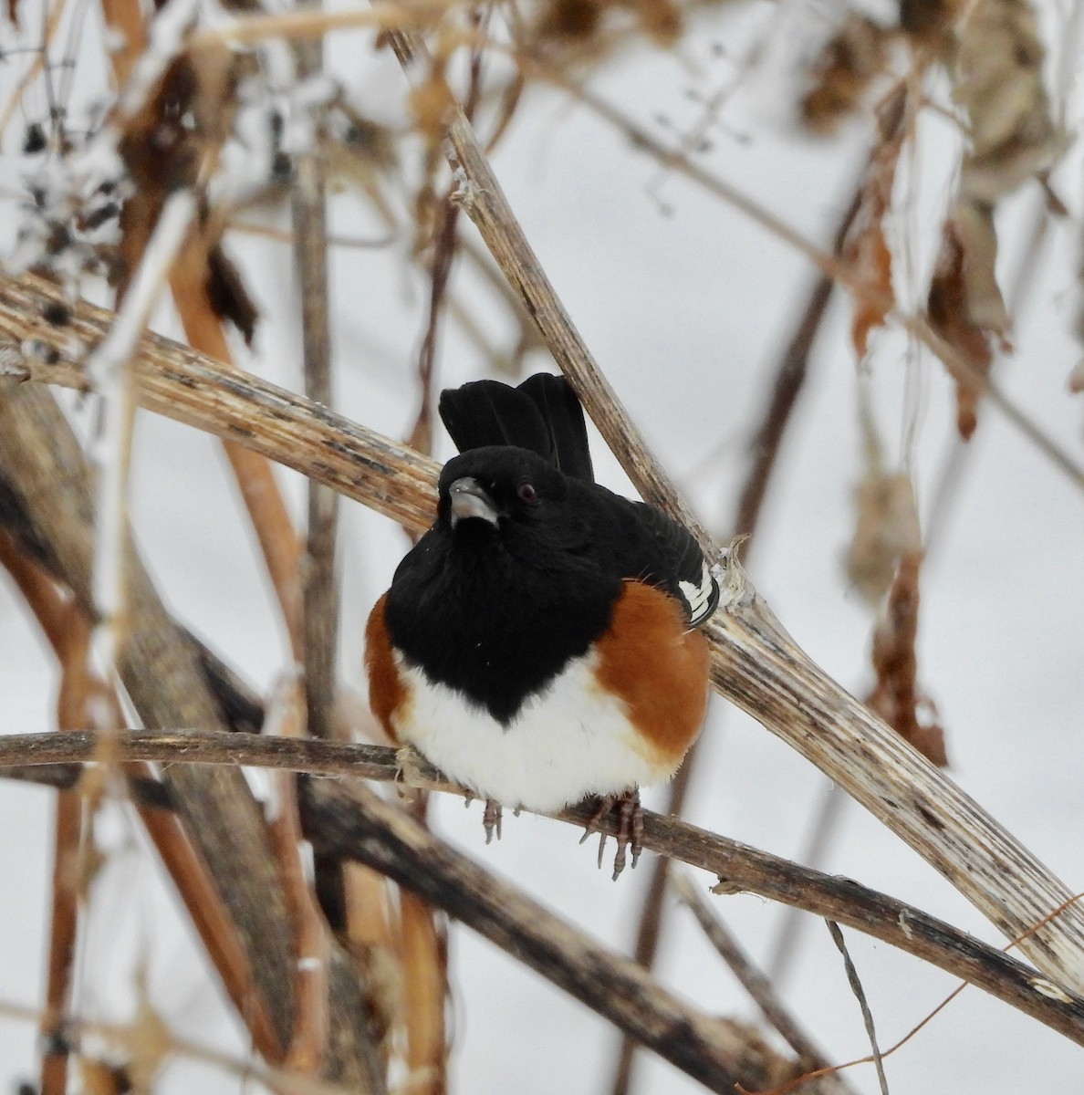 Eastern Towhee - ML646199599