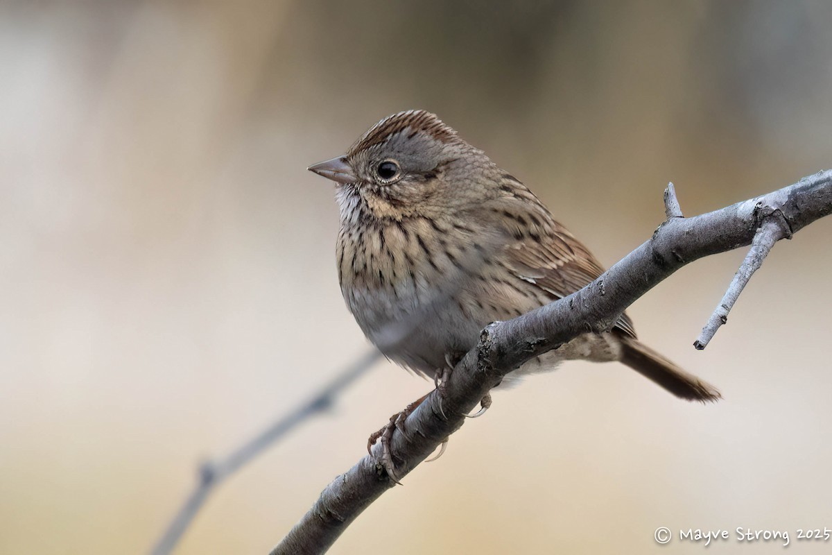 Lincoln's Sparrow - ML646199604