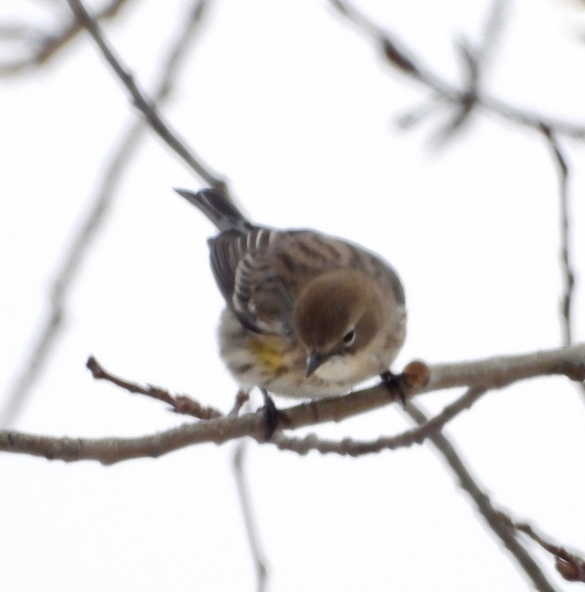 Yellow-rumped Warbler - ML646199611