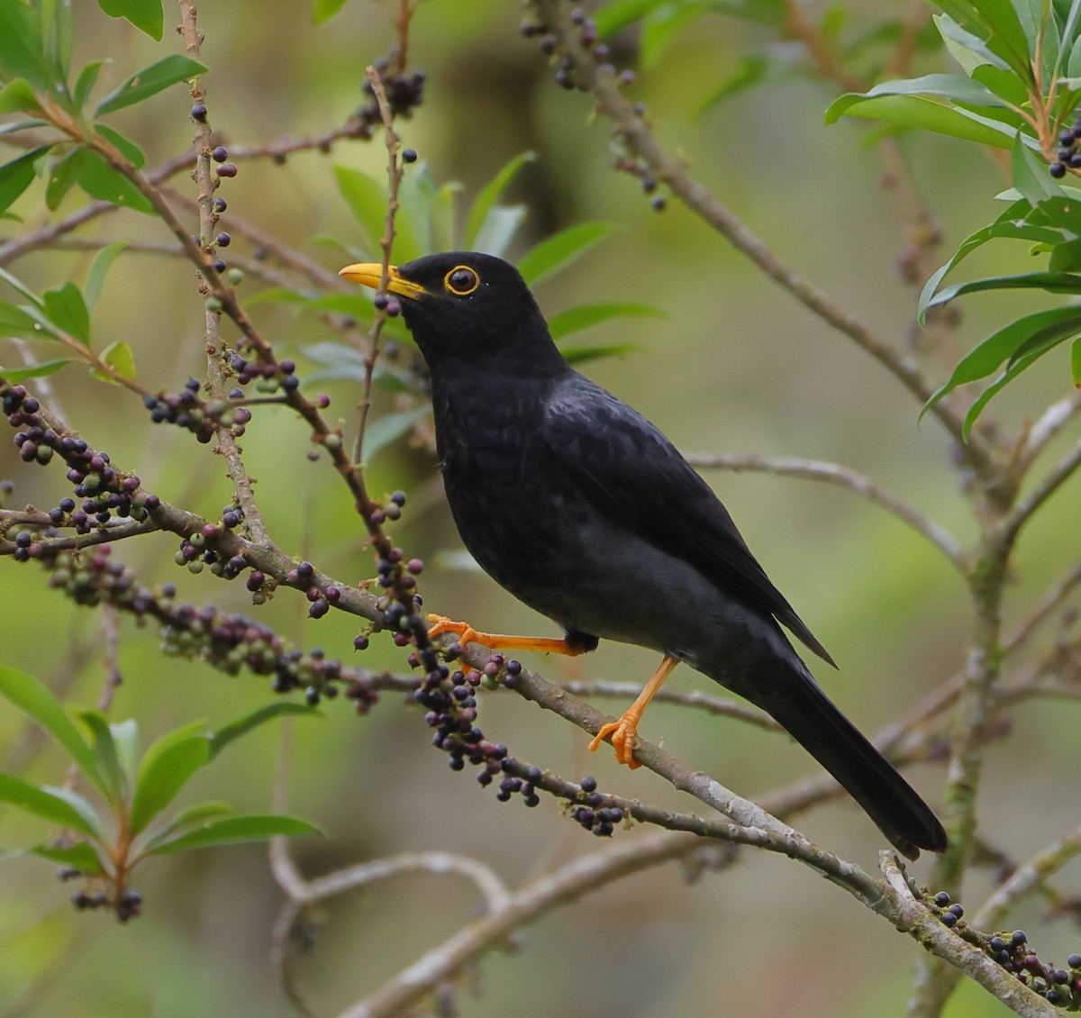 Yellow-legged Thrush - ML646199612