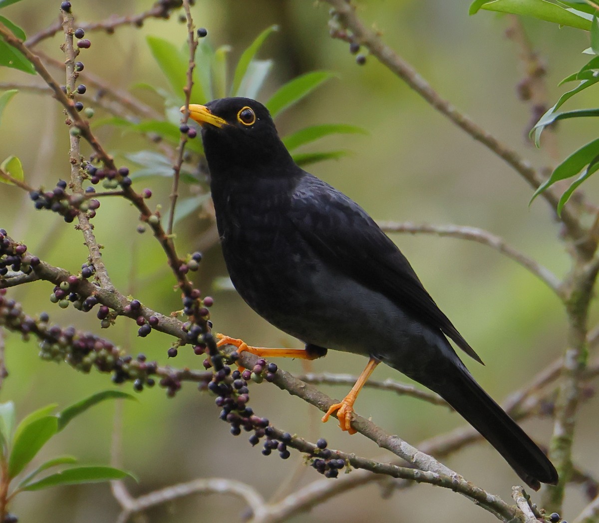 Yellow-legged Thrush - ML646199613