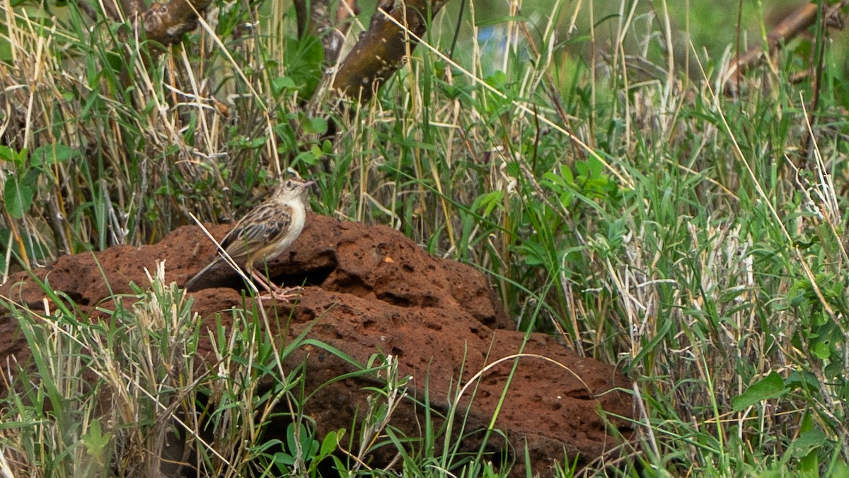 Desert Cisticola - ML646199615