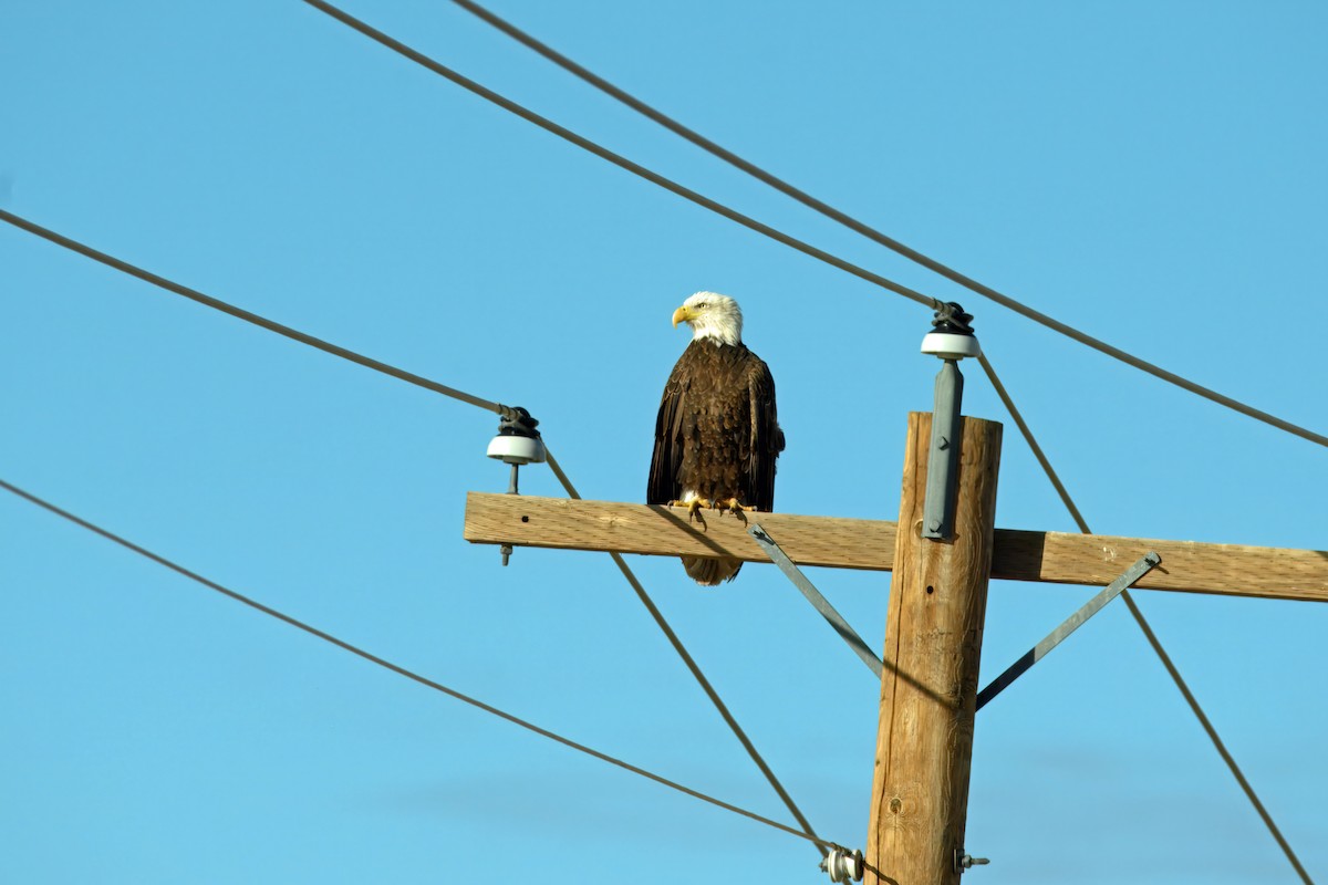 Bald Eagle - ML646199617