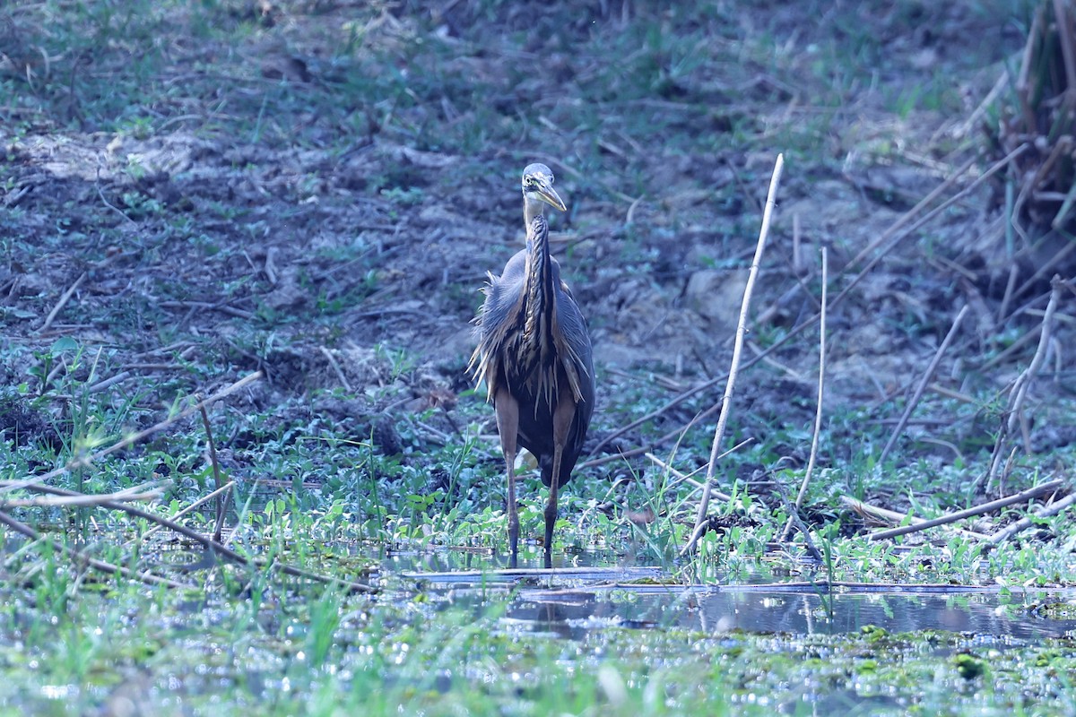 Purple Heron - ML646199623