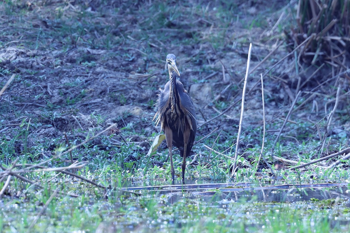 Purple Heron - ML646199624