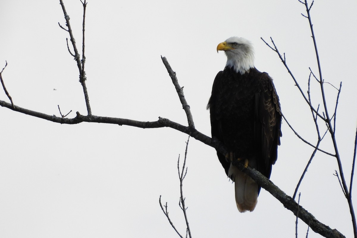 Bald Eagle - ML646199625