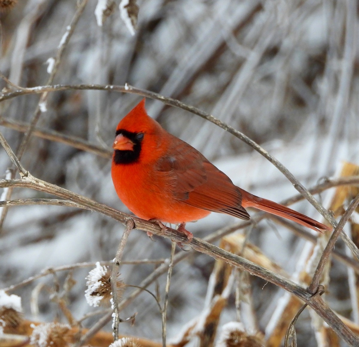 Northern Cardinal - ML646199628