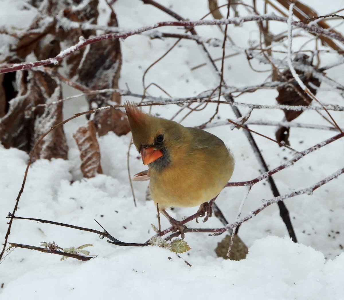Northern Cardinal - ML646199629