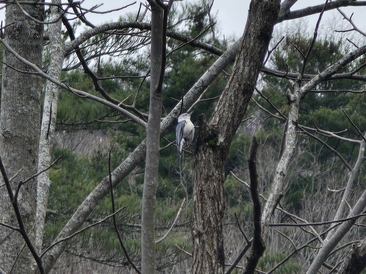White-breasted Nuthatch - ML646199630