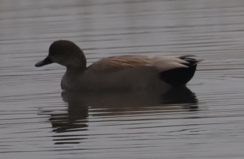 Ipar-ahatea - ML646199637