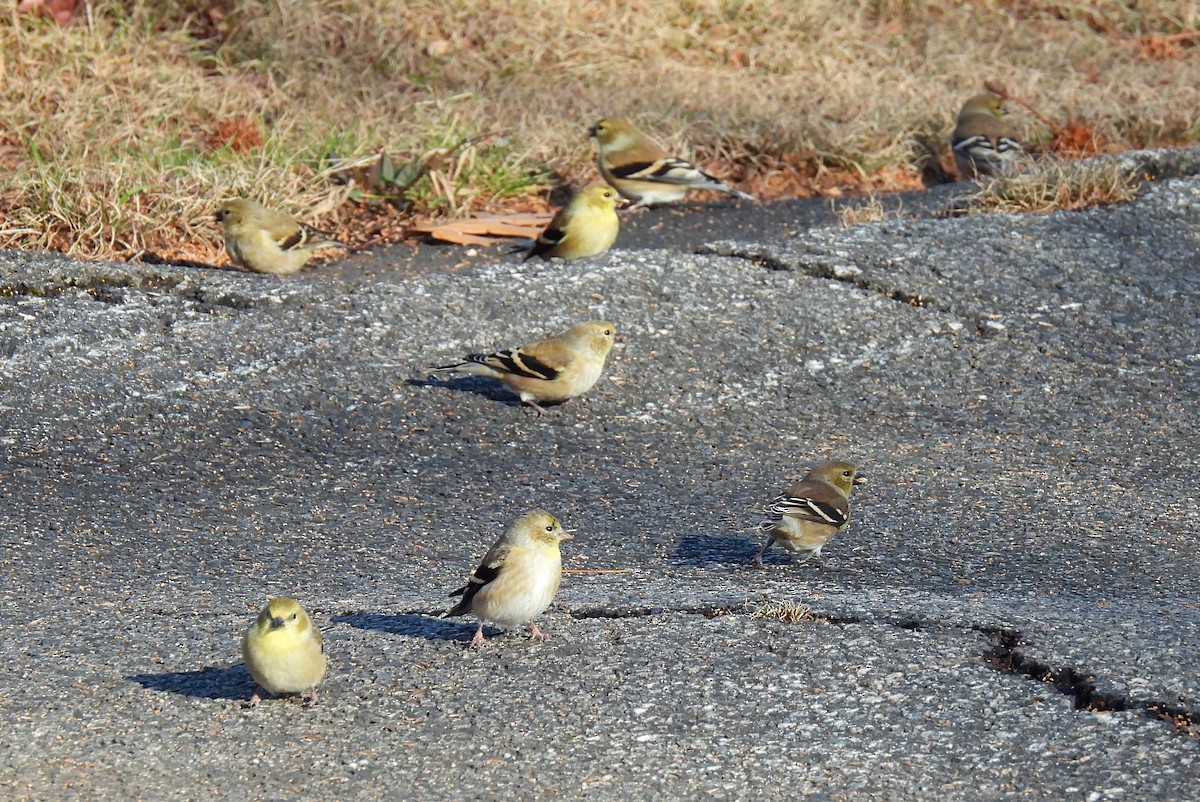 American Goldfinch - ML646199644