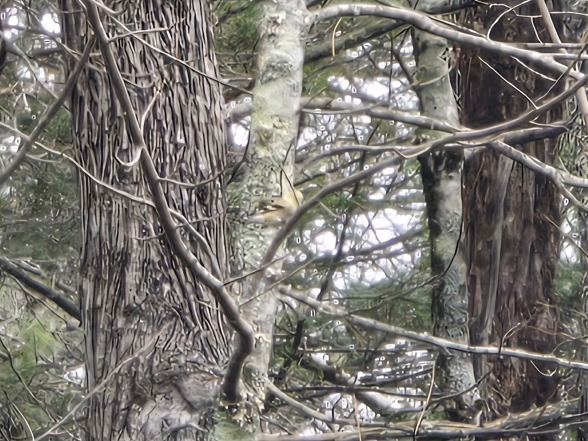 American Goldfinch - ML646199645