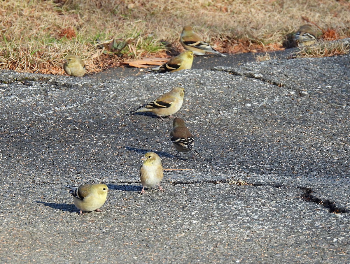 American Goldfinch - ML646199657