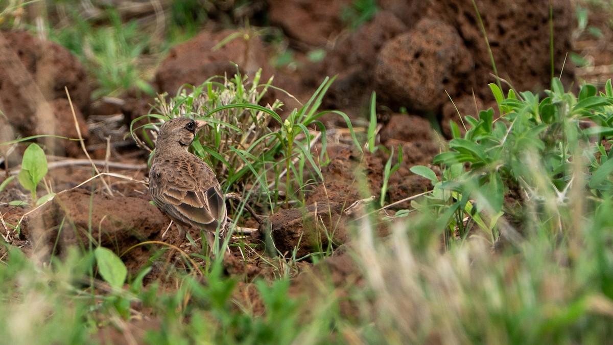Masked Lark - ML646199672