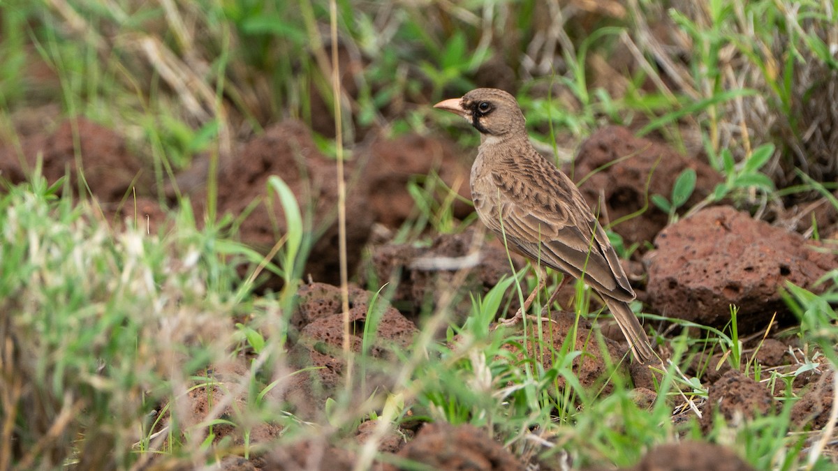 Masked Lark - ML646199675