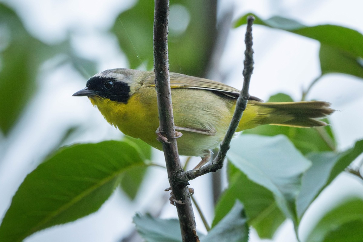 Common Yellowthroat - ML646199676
