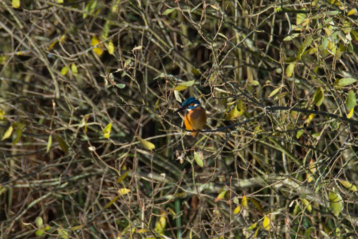 Common Kingfisher - ML646199683