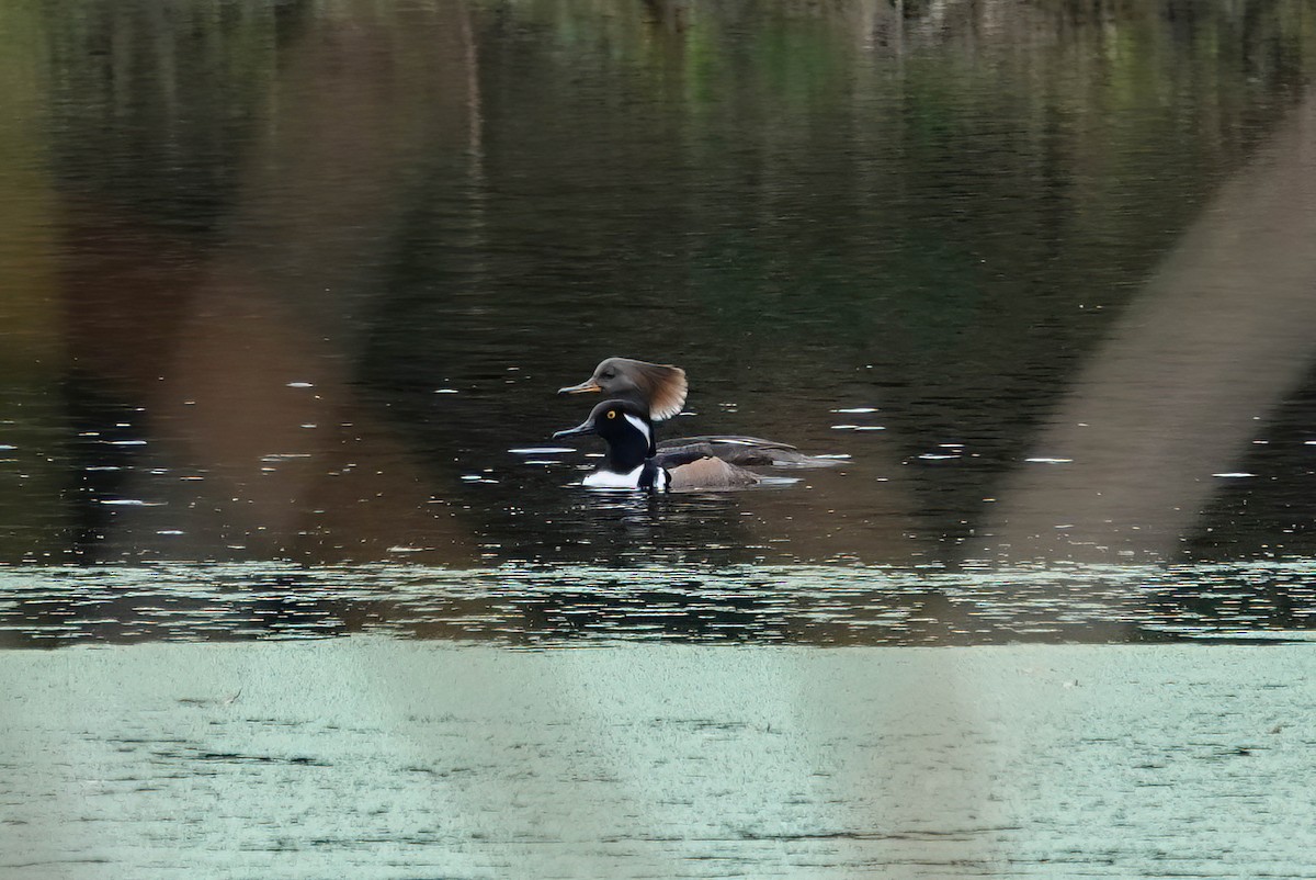 Hooded Merganser - ML646199684