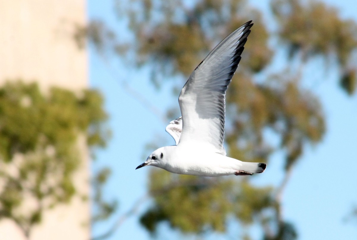 Bonaparte's Gull - ML646199688