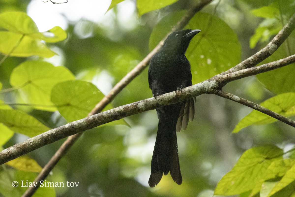 Sri Lanka Drongo - ML646199689