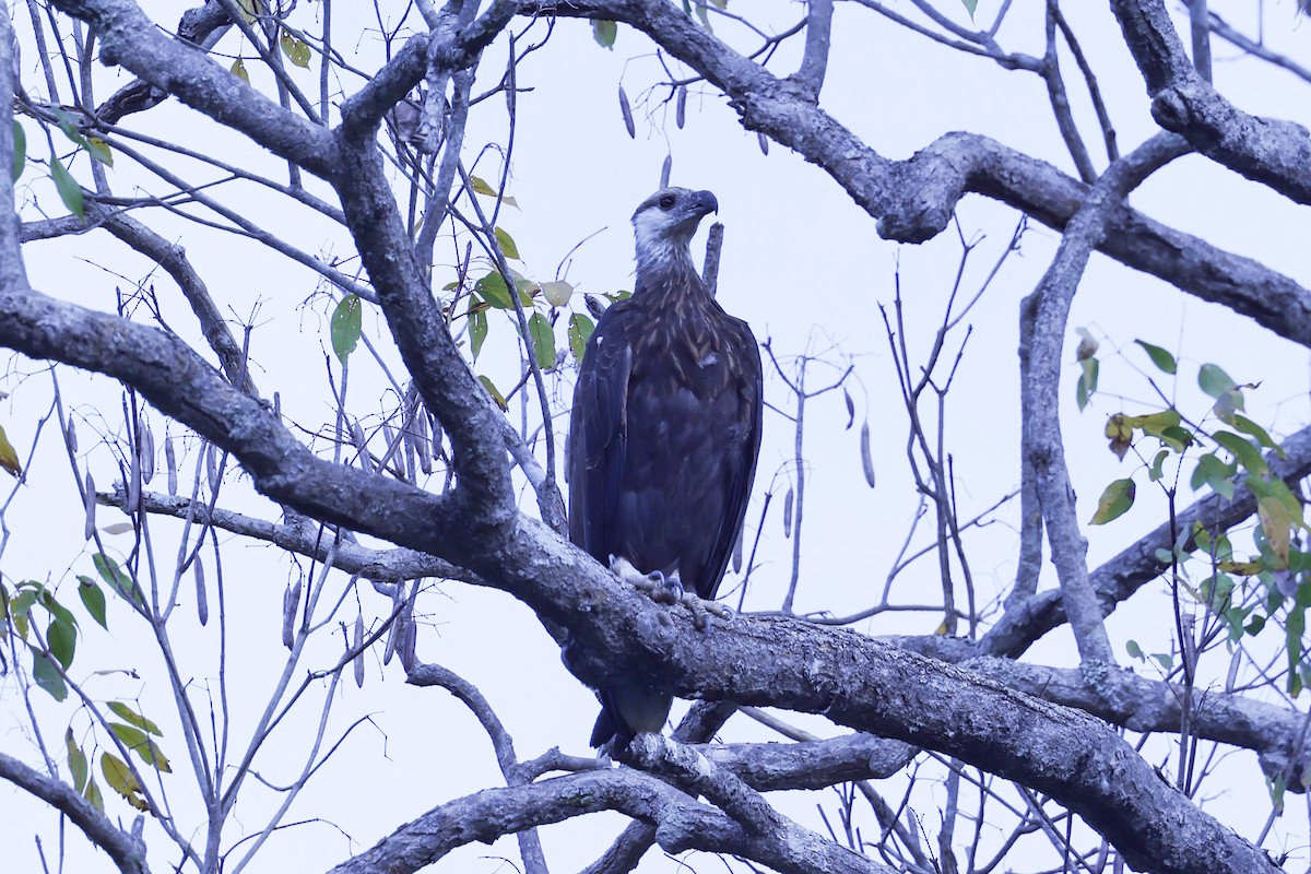 Madagascar Fish-Eagle - ML646199693