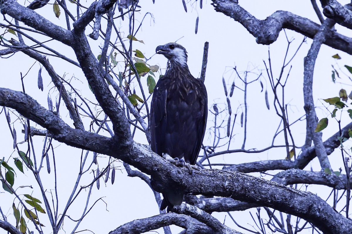 Madagascar Fish-Eagle - ML646199694