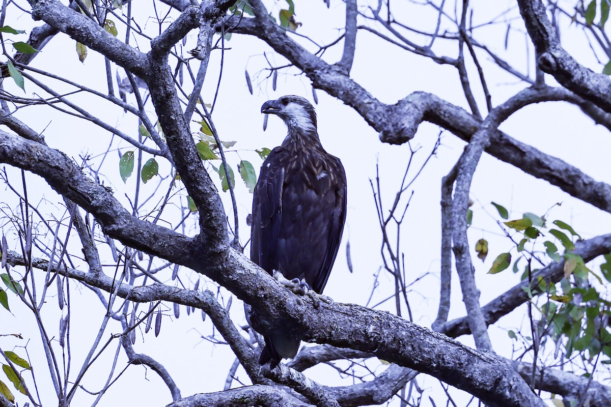 Madagascar Fish-Eagle - ML646199695