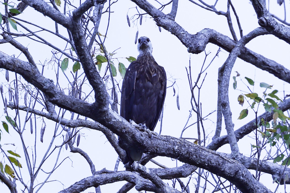 Madagascar Fish-Eagle - ML646199696