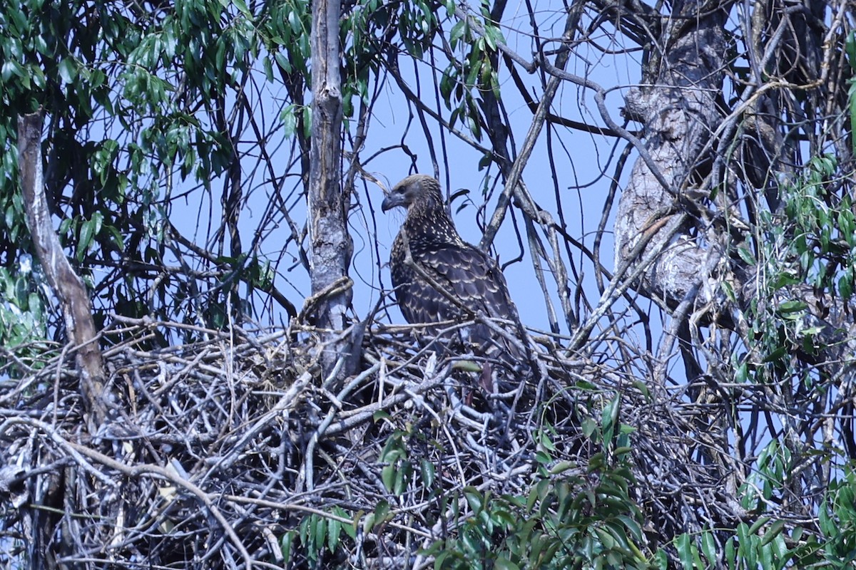 Madagascar Fish-Eagle - ML646199697