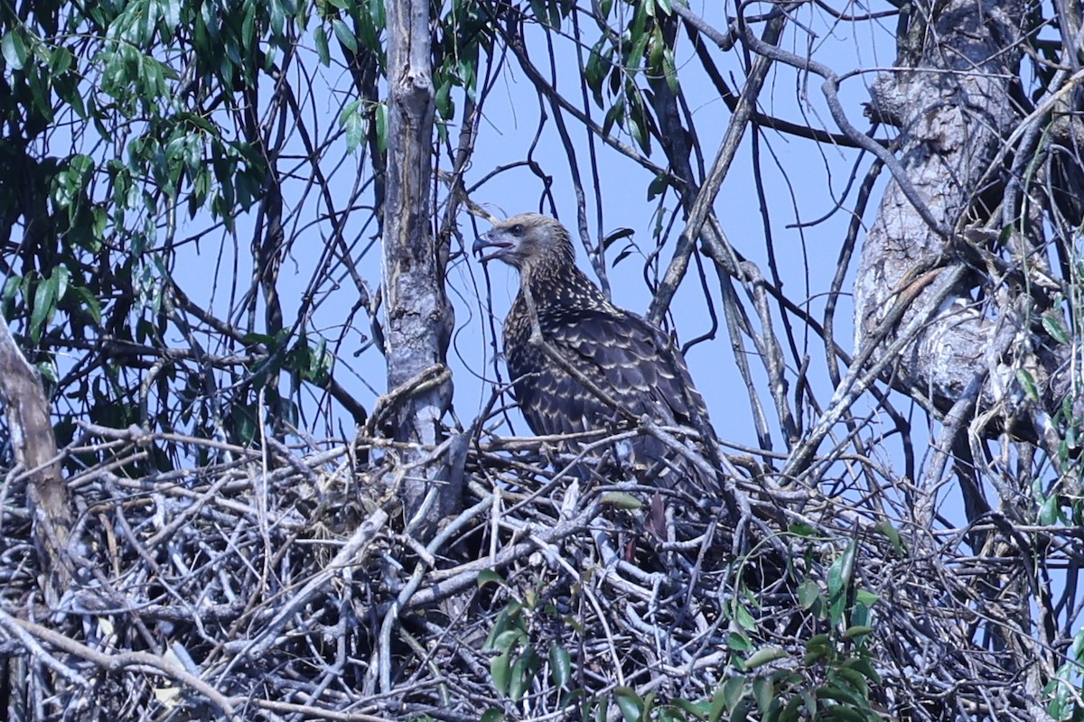 Madagascar Fish-Eagle - ML646199698
