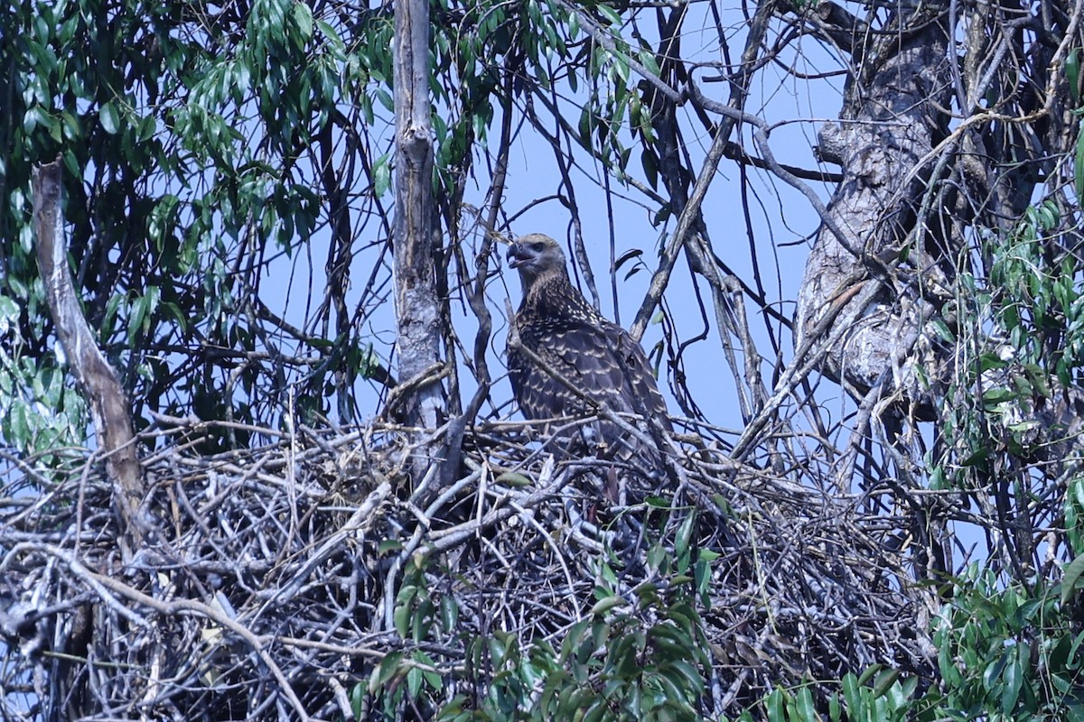 Madagascar Fish-Eagle - ML646199699