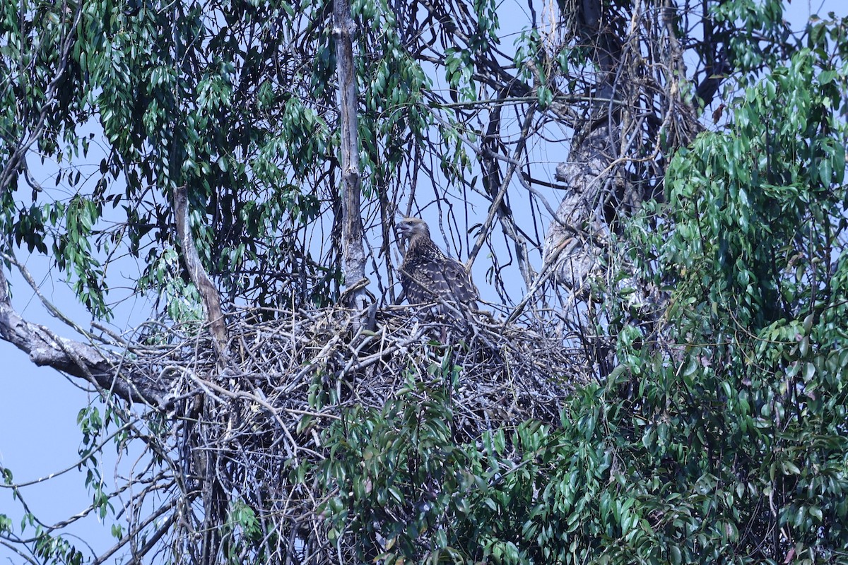 Madagascar Fish-Eagle - ML646199700