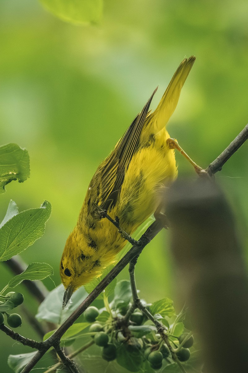 Northern Yellow Warbler - ML646199705