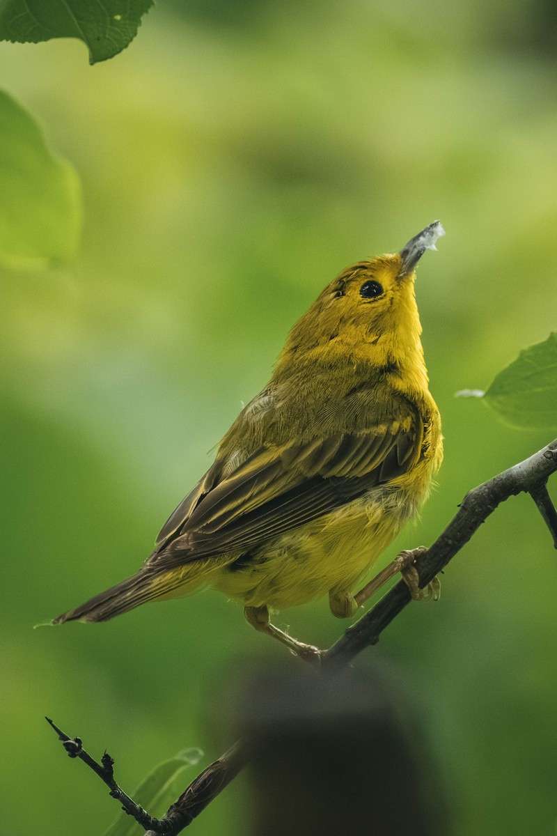Northern Yellow Warbler - ML646199706