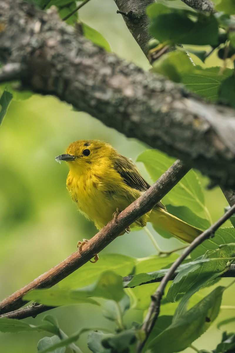 Northern Yellow Warbler - ML646199707