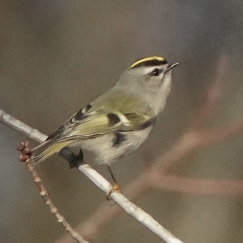 Golden-crowned Kinglet - ML646199711