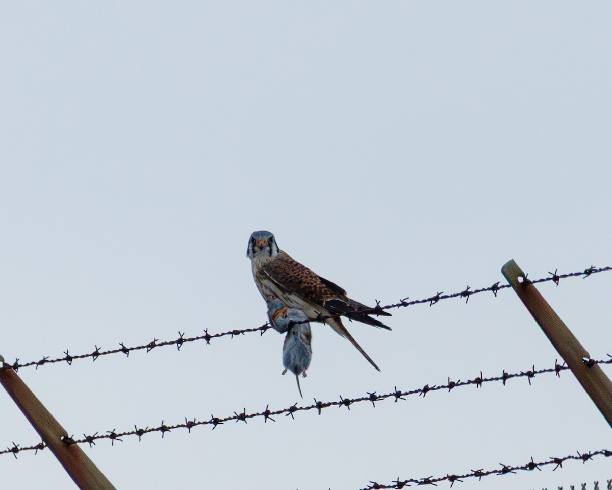 American Kestrel - ML646199715