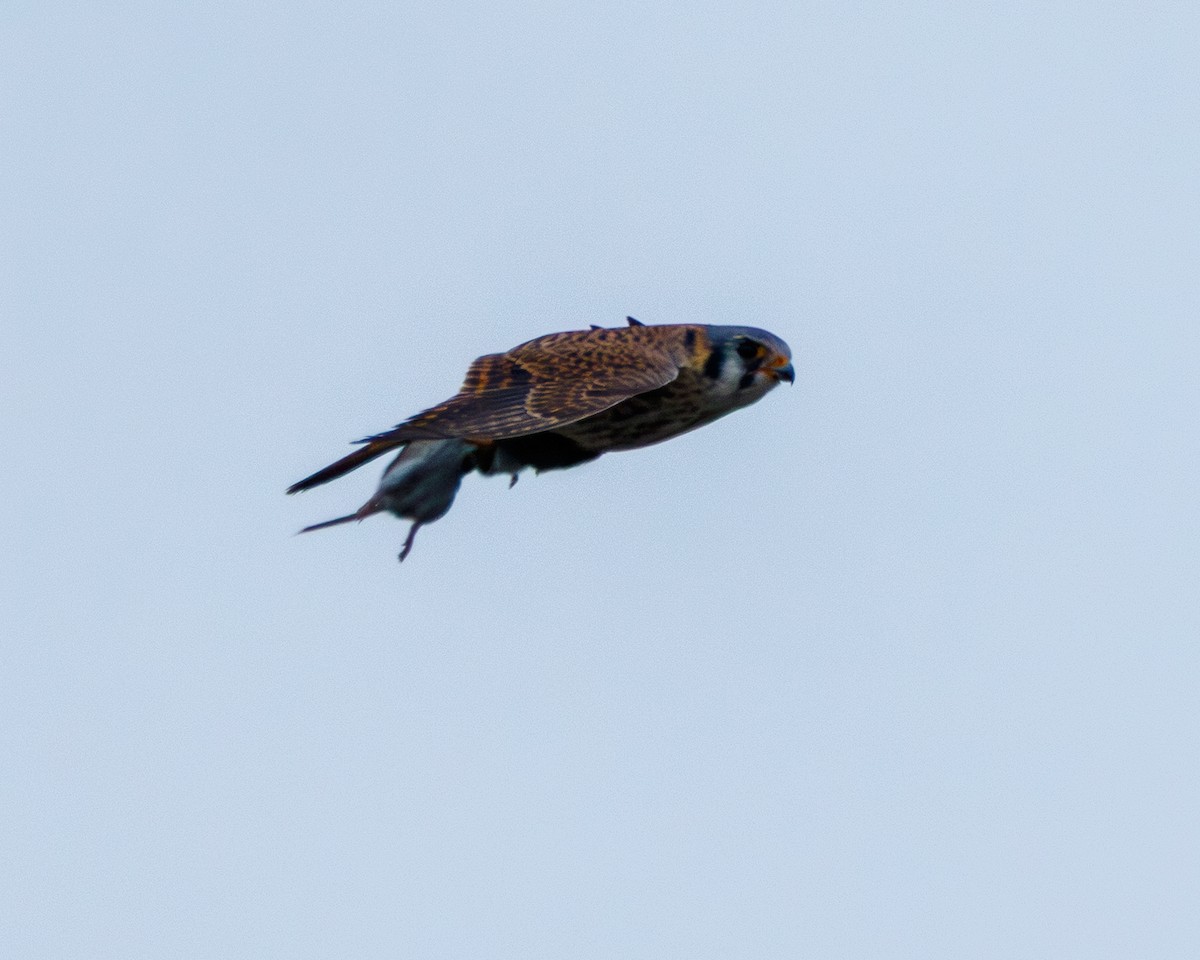 American Kestrel - ML646199717